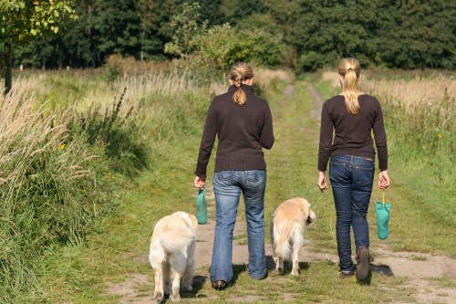 Golden Retriever - Mensch und Hund
