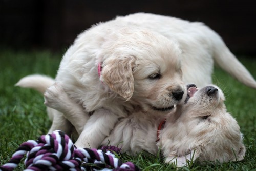 Golden Retriever Welpen 2