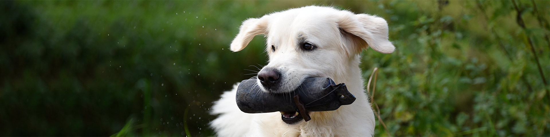 Golden Retriever Dummyprüfung