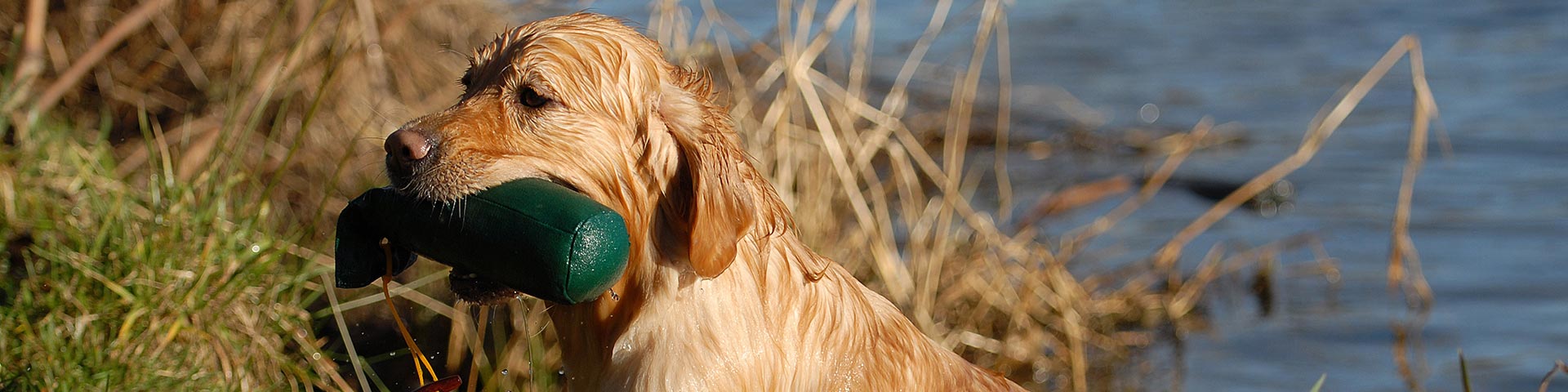 Golden Retriever Apport